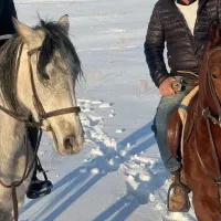 پانسیون نگهداری اسب