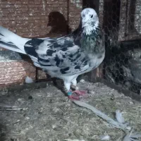 کبوتر پرشی و جوجه کشی|پرنده|بهشهر, |دیوار