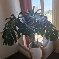 گل انجیری مونسترا