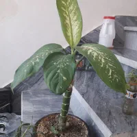 گل طبیعی|گل و گیاه طبیعی|کرمانشاه, |دیوار