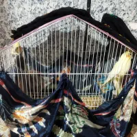 عروس|پرنده|زابل, |دیوار