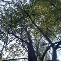 باغ ییلاقی روبه رودخانه روستای مغان با جوی آب زیبا|فروش خانه و ویلا|مشهد, کوی سیدی|دیوار