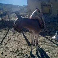 فروش فوری قاطر ۶ساله|حیوانات مزرعه|کجور, |دیوار