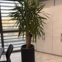 گلدان گل یوکا