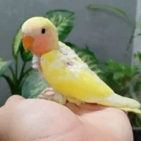 جوجه طوطی برزیلی|پرنده|تهران, کیانشهر|دیوار