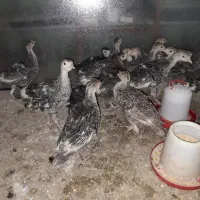 بوقلمون|حیوانات مزرعه|اصفهان, ارداجی|دیوار