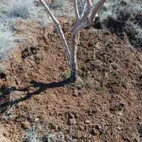 هرس و کاشت انواع درخت