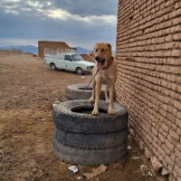 سگ...|سگ|محلات, |دیوار