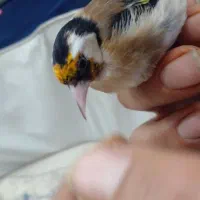 سهره نر بخوان|پرنده|رشت, جانبازان|دیوار