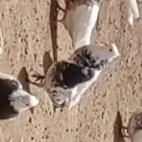 کفتر باخت داده