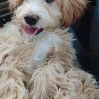 توله سگ پودل اشپیتز|سگ|مسجد سلیمان, |دیوار