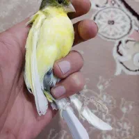 یک جفت قناری|پرنده|شهرکرد, |دیوار