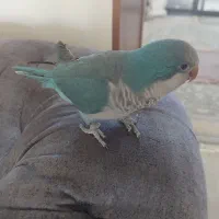 راهب دستی و سخنگو