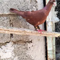 سرخ ماده