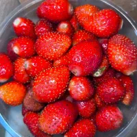 توت فرنگی،موز،میوه های استوایی،ابمیوه طبیعی|عمده‌فروشی|باغستان, |دیوار