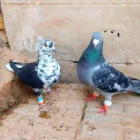 چهارتا نر قلدور دانه 250 هزار