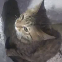 بچه گربه ۳ماهه