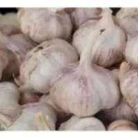 سیر بنفش با کیفیت بذری و ترشی
