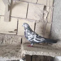 نر چل تیکه  نشون دار شکار