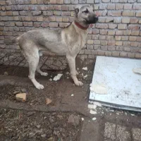 توله سگ سرابی نر 8 ماهه