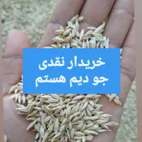 خرید و فروش جو دیم