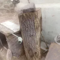 فروش تنه درخت گردو