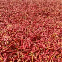 5 تن فلفل تند شمشیری فقط 190