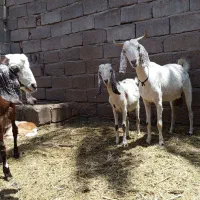 بز رشتی|حیوانات مزرعه|نرماشیر, |دیوار