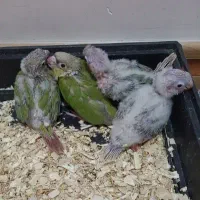 جوجه سرلاکی گرینچک