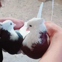 طوقی و دم سفید جفت