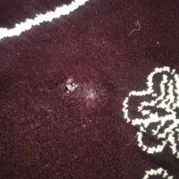 فرش در حد نو|فرش|تهران, شکوفه (عبدل آباد)|دیوار
