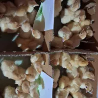 جوجه|حیوانات مزرعه|کلاله, |دیوار