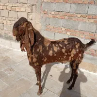 نربز پاکستانی|حیوانات مزرعه|زاهدان, |دیوار