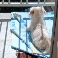 سگ خیلی دانا