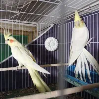 عروس هلندی لوتینو مولد معاوضه|پرنده|گرگان, |دیوار