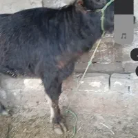 گاومیش ماده