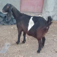 یک‌عدد‌بزابستن‌سنگین‌