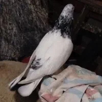 چندتا کبوتر
