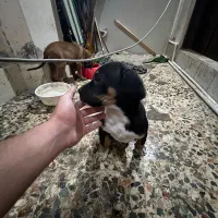 واگذاری|سگ|رشت, کوی حسینی|دیوار