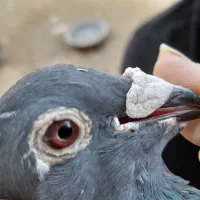 چاپی مسافتی نرپلاک ۲۰۱۹ معاوضه با طوقی نر|پرنده|مینودشت, |دیوار