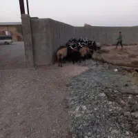 بسم الله فروش قوچ و میش های اصیل شال|حیوانات مزرعه|شال, |دیوار