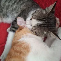 گربه هام گم شدن|حیوانات|رشت, یخسازی|دیوار