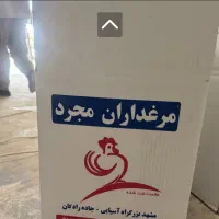 پخش تخم مرغ روز