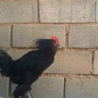 خروس مرندی اصیل 6 ماهه