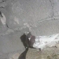 کبوتر نر|حیوانات|پارس‌آباد, |دیوار