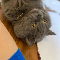 واگذاری گربه