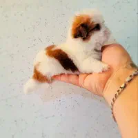 شیتزو|سگ|مشهد, ویلاشهر|دیوار