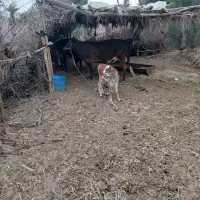قیمت ۱۶۰ ملیون