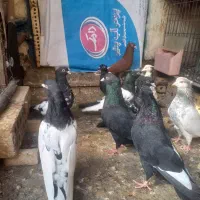 ۱۰تا کبوتر کله سیا و سینه ای و سرخ دم سفید و اشعل
