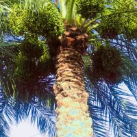 باغبانی بریدن درخت وشخم زدن زمین